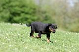 BEAUCERON - PUPPIES 335